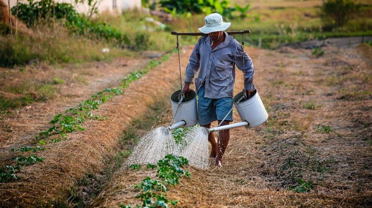 Asian farmer watering the plants